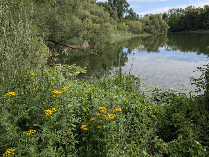 Grünes Gewächs, gelbe Blumen und ein Gewässer im Hintergrund. 