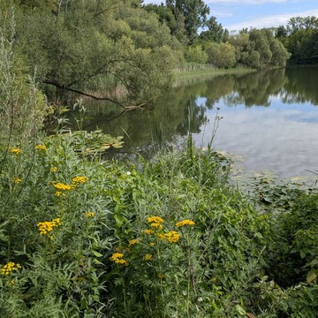 Grünes Gewächs, gelbe Blumen und ein Gewässer im Hintergrund. 