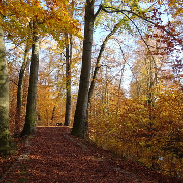 Das Bild zeigt einen herbstlichen Tag mit bunten Blättern im Stadtpark