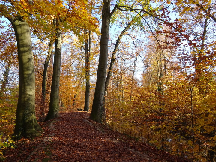 Das Bild zeigt einen herbstlichen Tag mit bunten Blättern im Stadtpark