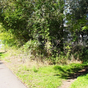 Auf der linken Seite des Bildes ist eine befahrene Straße zu sehen. Rechts geht es einen Trampelpfad entlang in den Wald. 